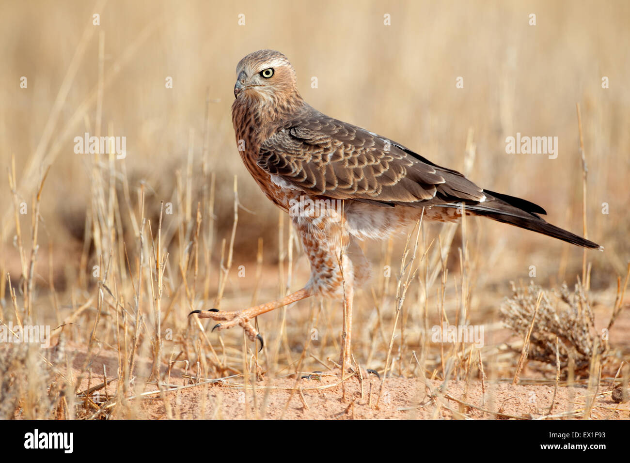 Chant pâle immatures (Melierax canorus) autour des palombes, désert du Kalahari, Afrique du Sud Banque D'Images