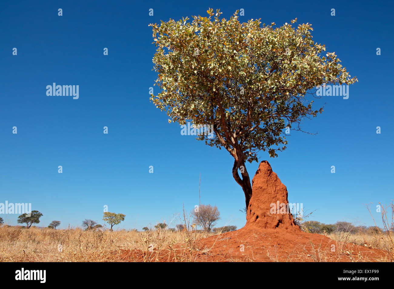 Paysage avec un arbre et termitière contre un ciel bleu, dans le sud de l'Afrique Banque D'Images