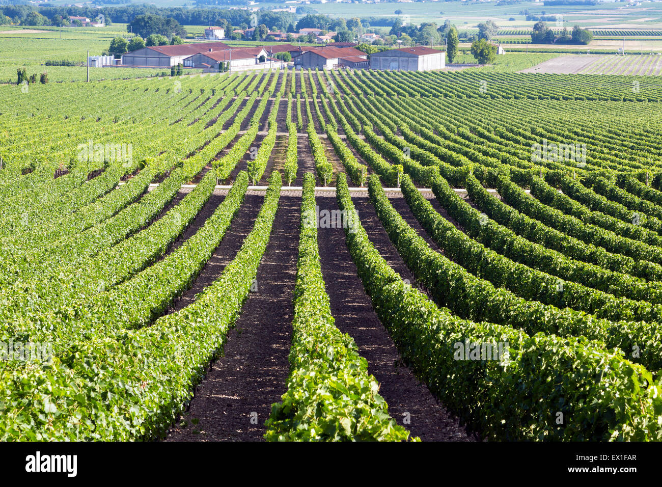 Vignes, Charentes, sud ouest France Banque D'Images