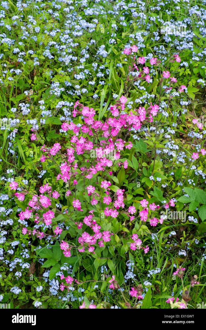 Red campion Silene dioica - Bois & forget-me-not - Myosotis sylvatica Banque D'Images