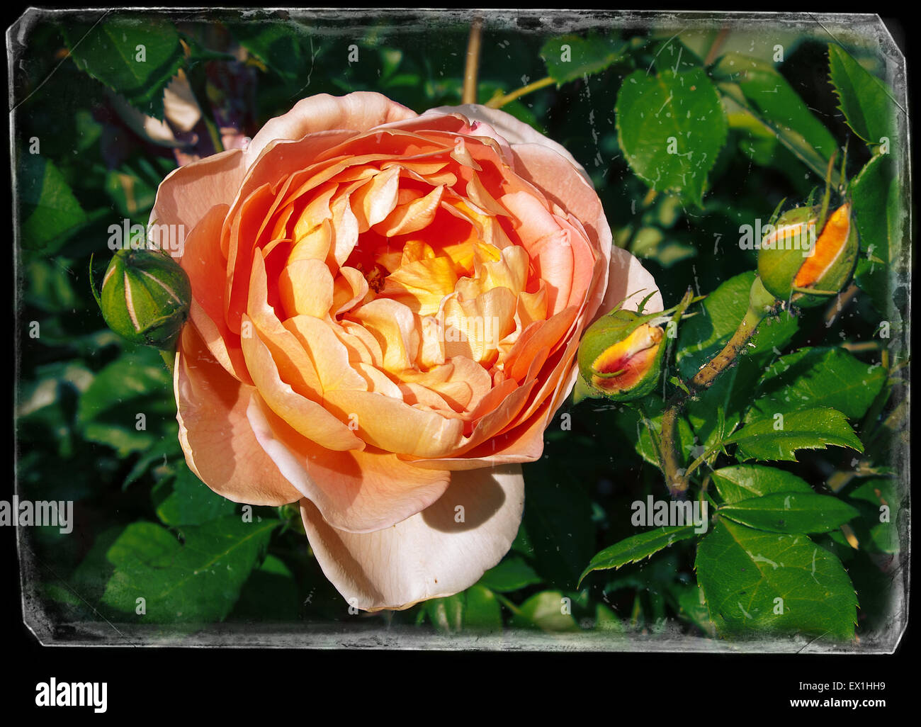 (Rosa).(Rosacées).Plante.Long Branch blooming rose avec deux boutons. Banque D'Images