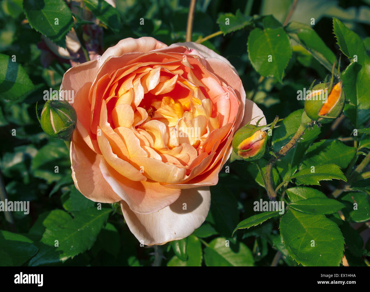 (Rosa).(Rosacées).Plante.Long Branch blooming rose avec deux boutons. Banque D'Images