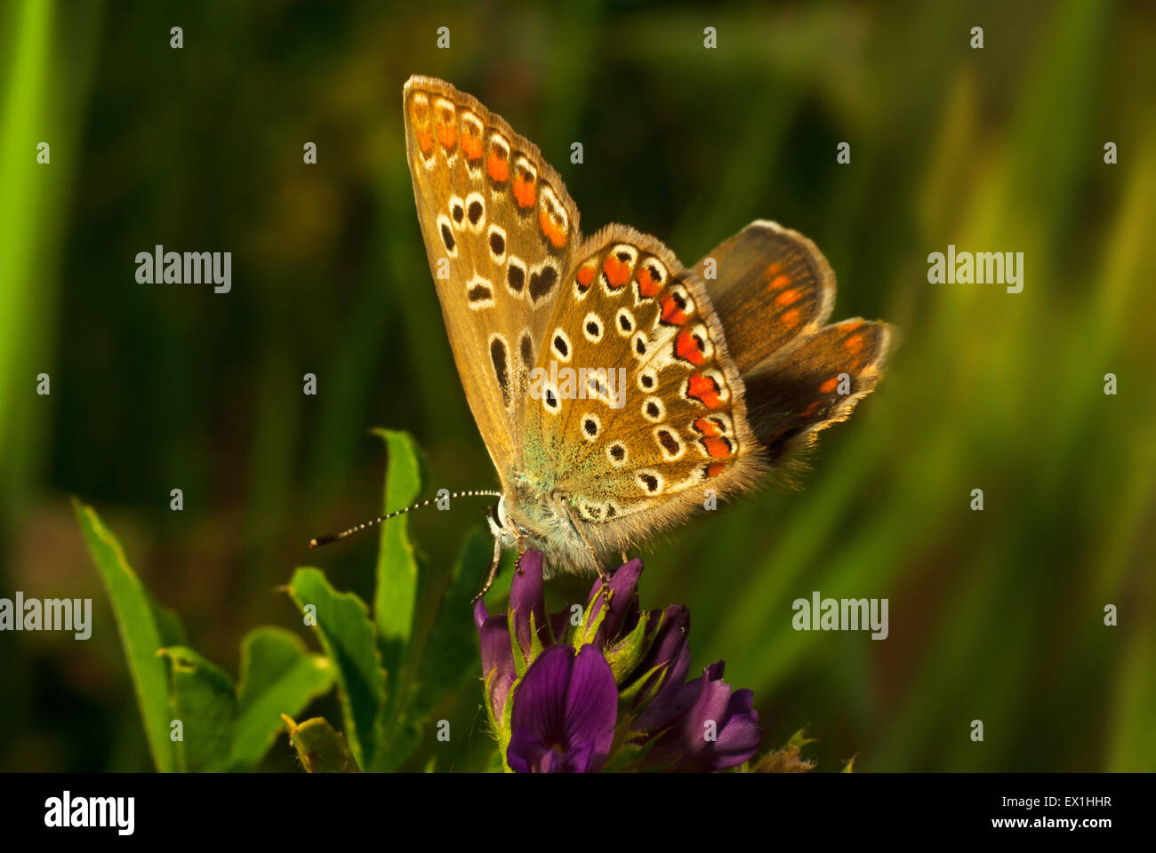 Butterfly Polyommatus icarus Icarus Golubenko (). Lycaenidae ; Banque D'Images