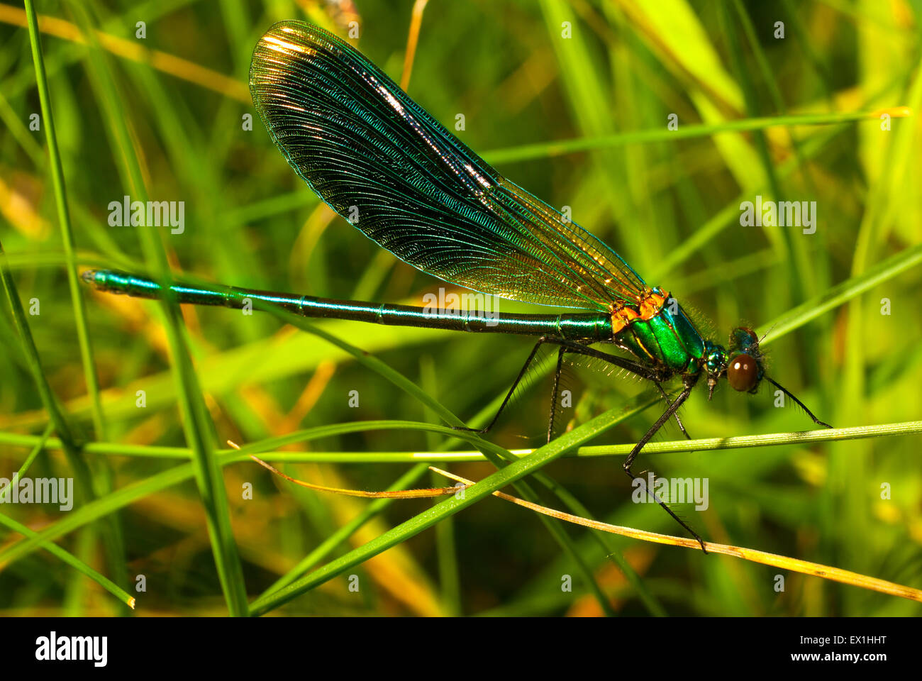 Dragonfly (Calopteryx splendens beauté brillant). Banque D'Images