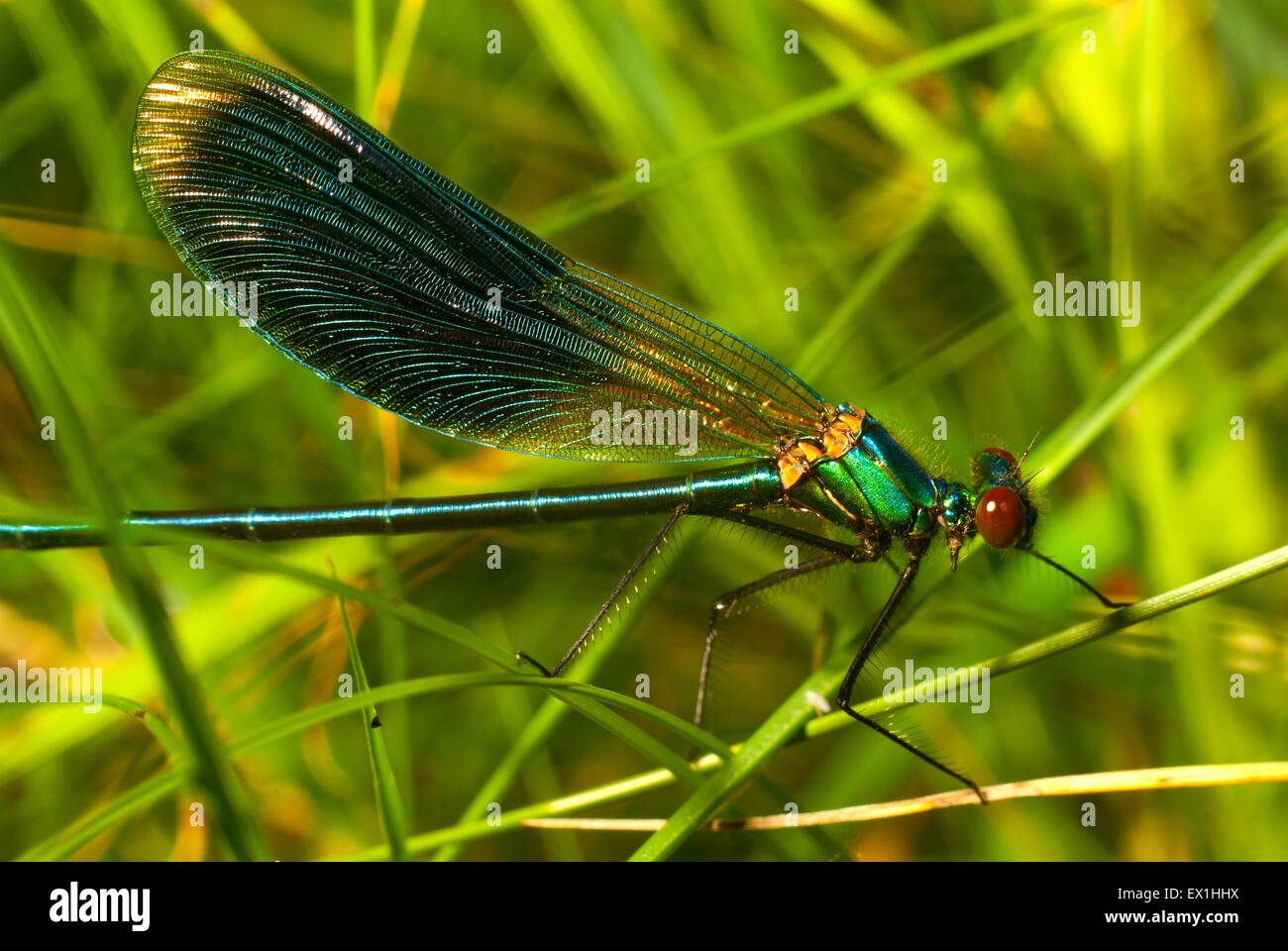 Dragonfly (Calopteryx splendens beauté brillant). Banque D'Images