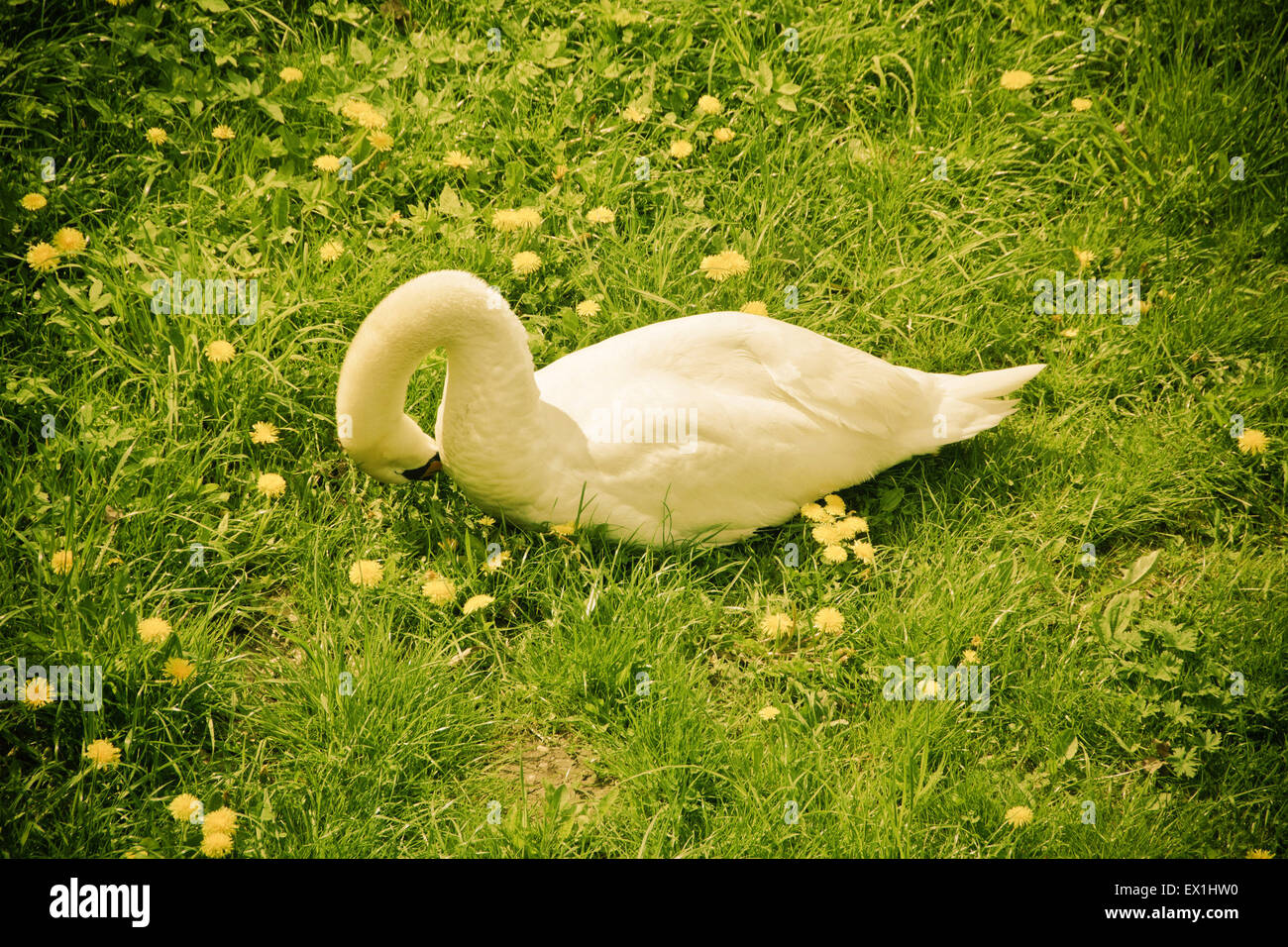 White Swan dans un pré de pissenlits cachant sa tête Banque D'Images