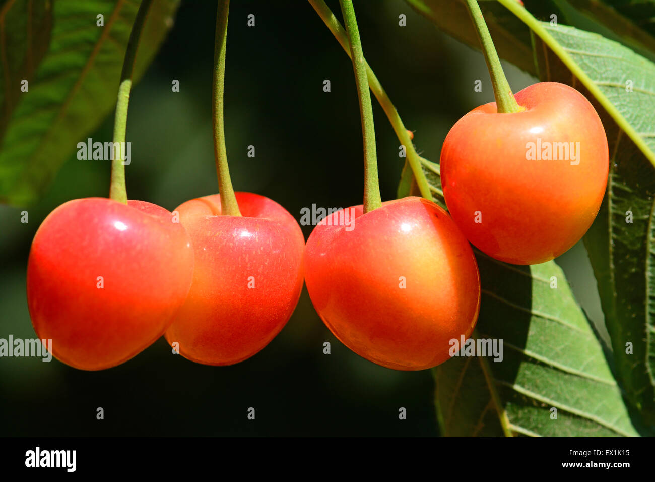 Cerises sur un arbre Banque D'Images