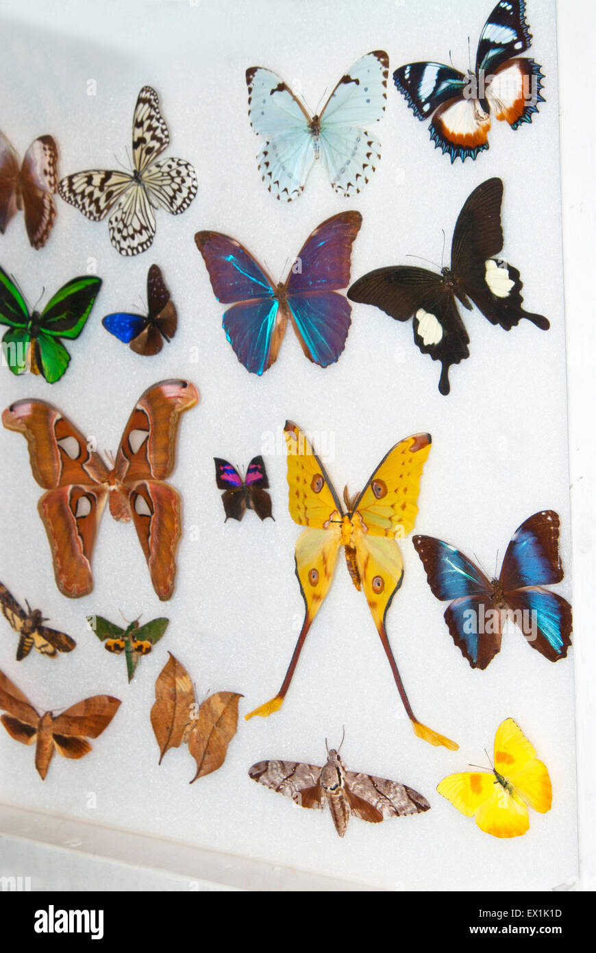 Présentoir de collection de papillons et de papillons de nuit Banque D'Images