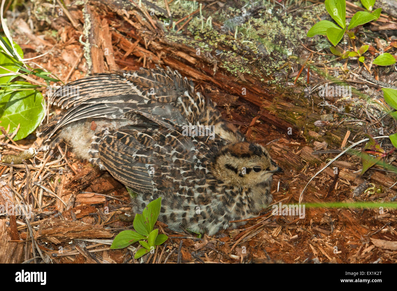 Camouflage des poussins de tétras Banque D'Images