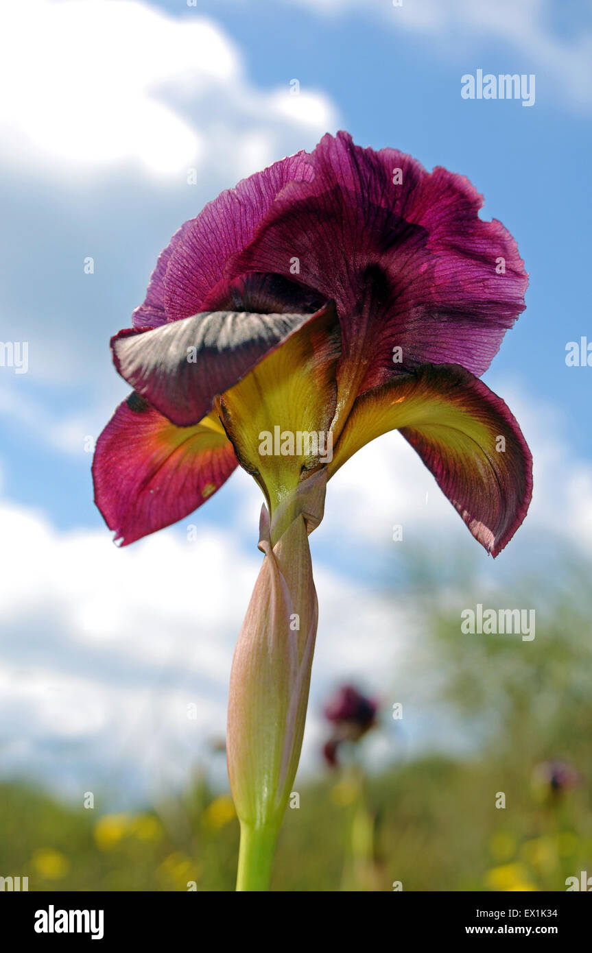 Iris Iris atropurpurea, côtières,violet sombre Iris Banque D'Images