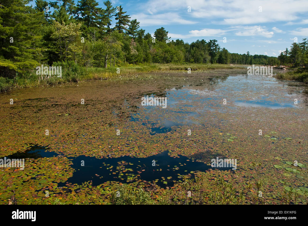 Les feuilles de nénuphar couvrir un bog Banque D'Images