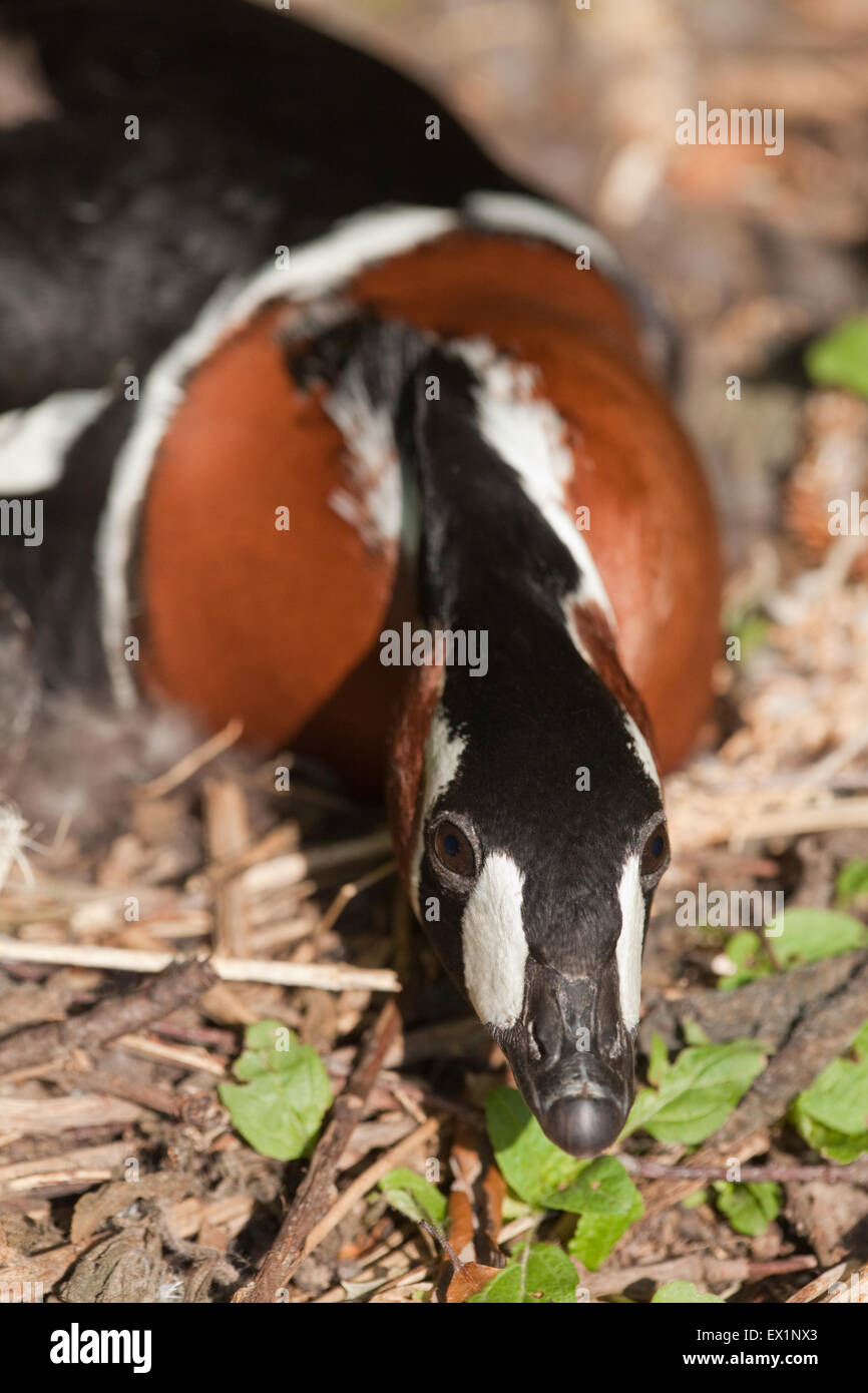 Bernache à cou roux (Branta ruficollis). Femme sur son nid pendant l'incubation. La tête en bas, portant sujet ; les yeux face à l'avant. Banque D'Images