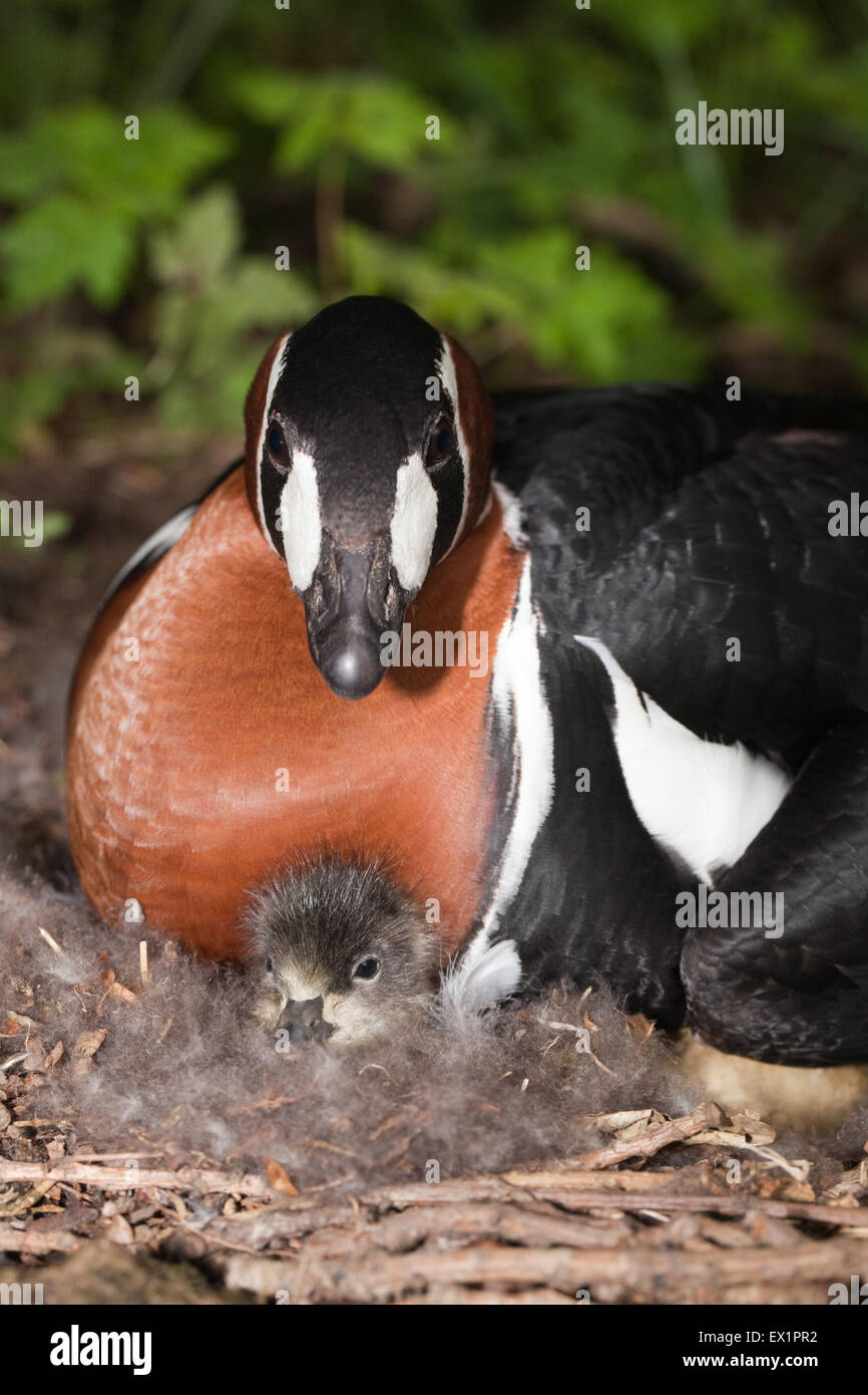 Bernache à cou roux (Branta ruficollis). Femme sur son nid, avec les premières dans l'embrayage d'éclore Gosling. Banque D'Images