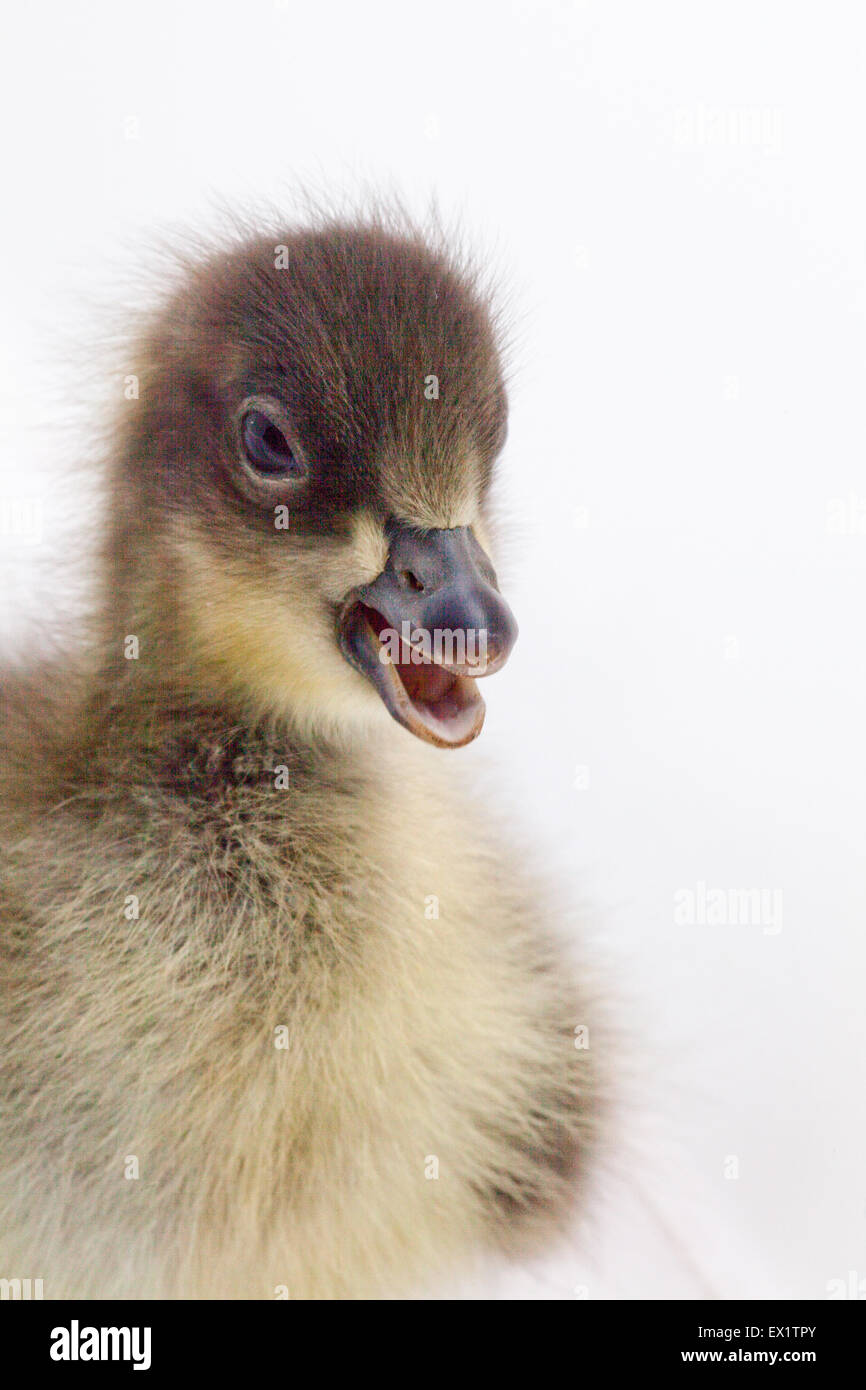 Bernache à cou roux (Branta ruficollis). Gosling. Jour vieux. L'appel. Studio shot. Banque D'Images