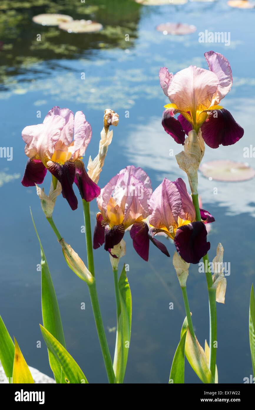 Iris - 'indian chief' Banque D'Images