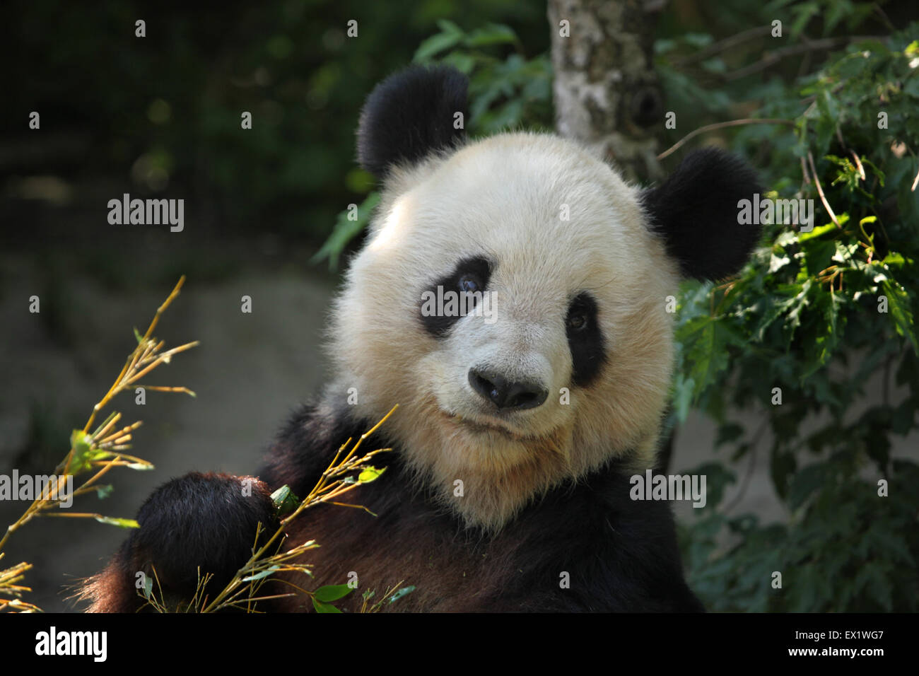 Panda géant (Ailuropoda melanoleuca) eating bamboo au Zoo de Schönbrunn à Vienne, en Autriche. Banque D'Images