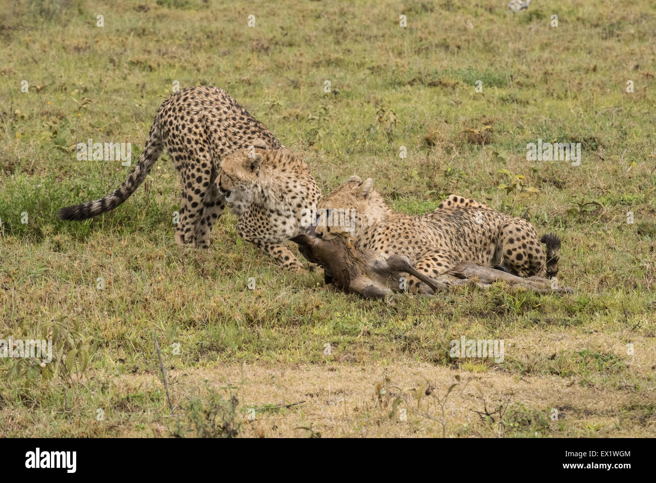 Cheetah avec bébé gnou kill, Tanzanie Banque D'Images