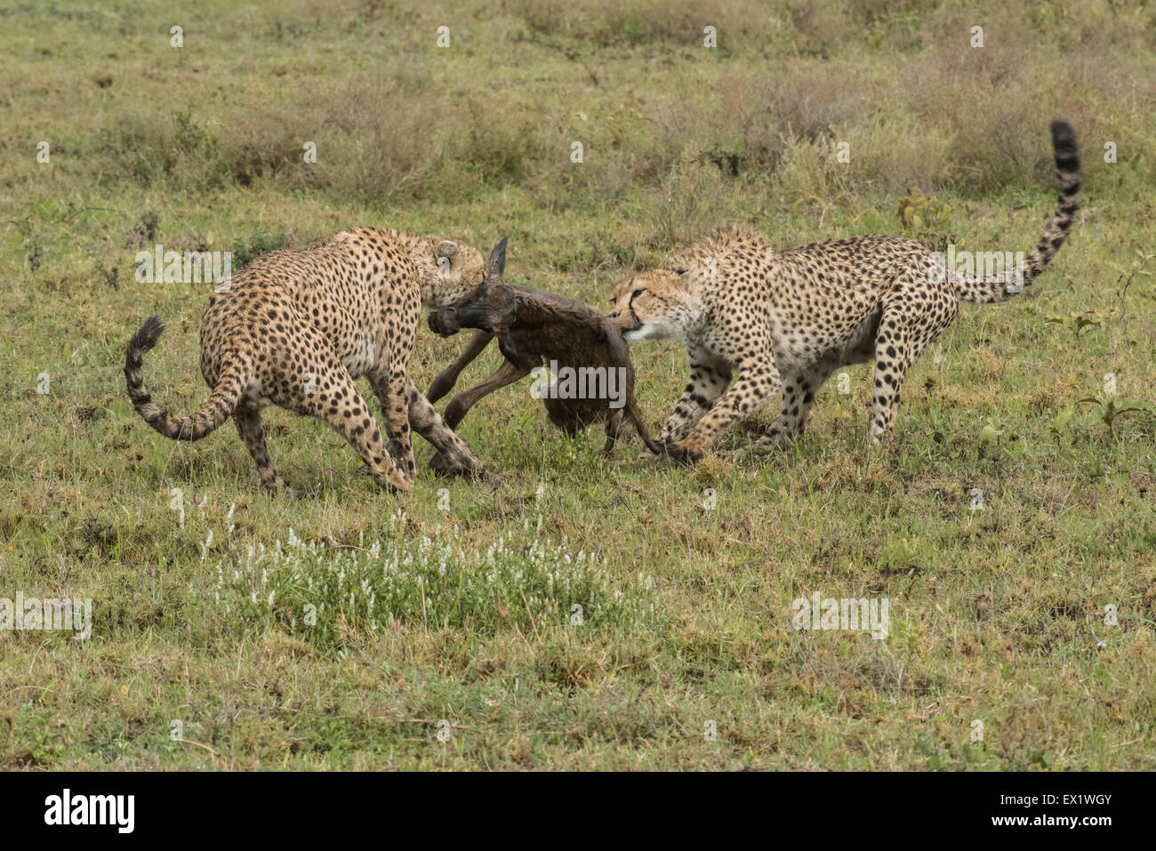 Cheetah avec bébé gnou kill, Tanzanie Banque D'Images