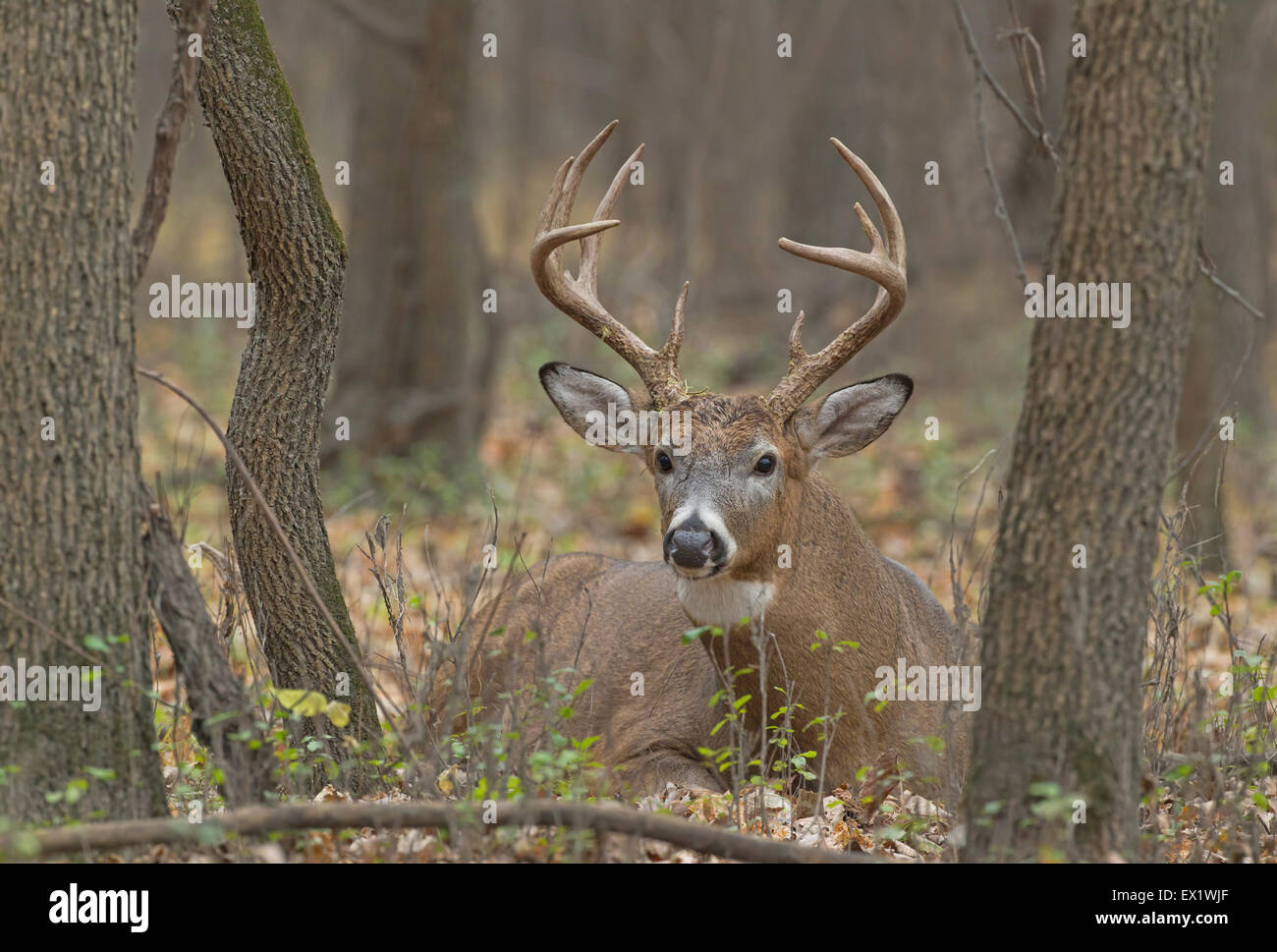 Le cerf de Virginie (Odocoileus virginianus) Banque D'Images