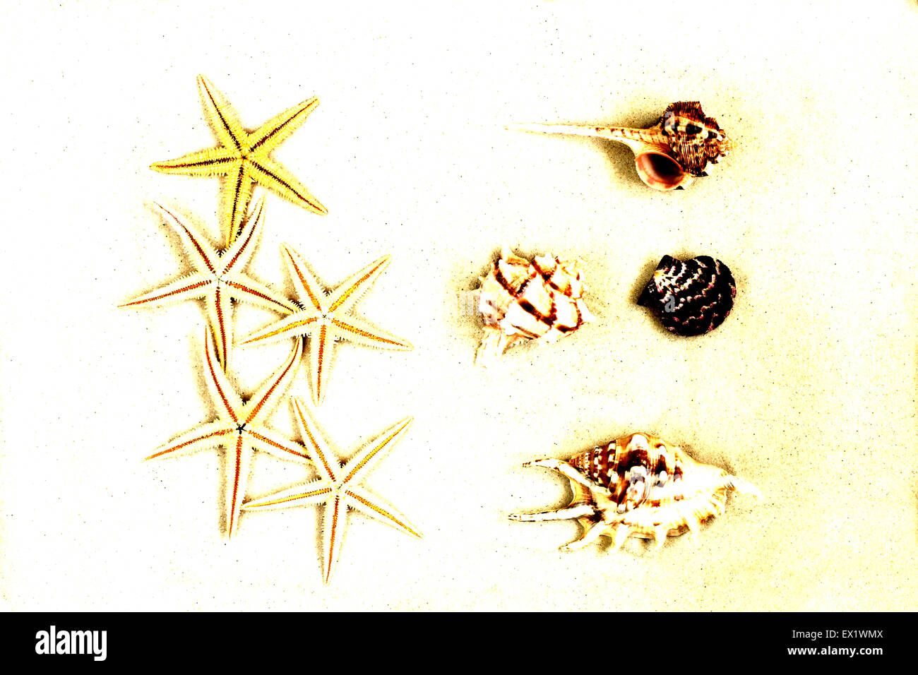 Des coquillages et des étoiles de mer sur le sable Banque D'Images