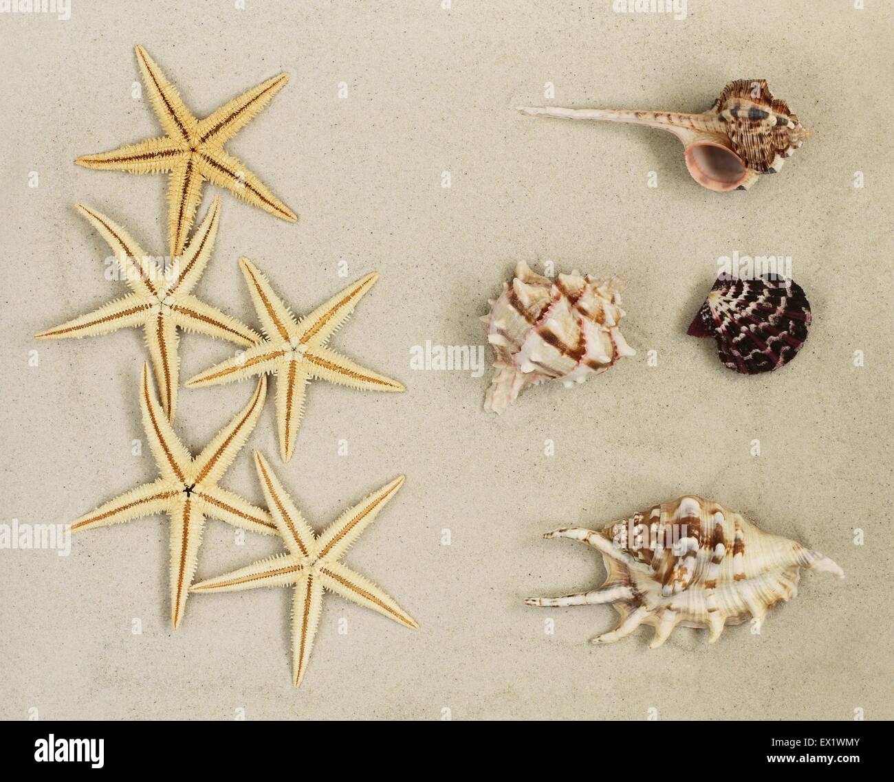 Des coquillages et des étoiles de mer sur le sable Banque D'Images