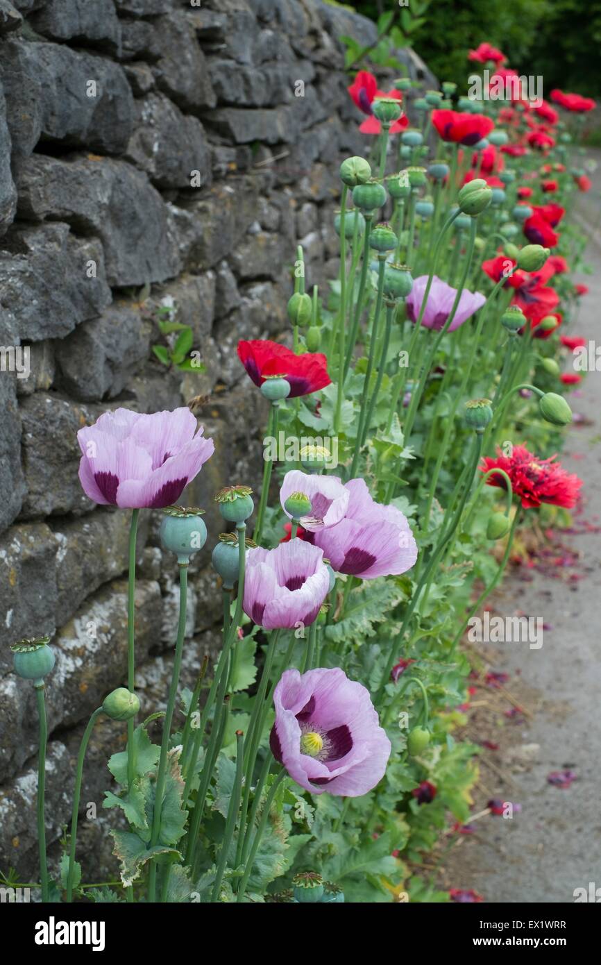 Le pavot naturalisés- Papaver somniferum, mur de pierres sèches, de plus en plus à côté de Derbyshire, juin. Banque D'Images