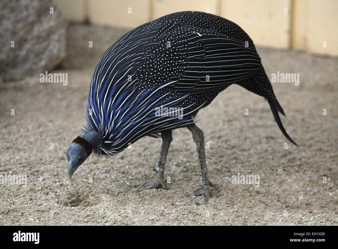 Pintade Vulturine Acryllium vulturinum) (au Zoo de Schönbrunn à Vienne, en Autriche. Banque D'Images