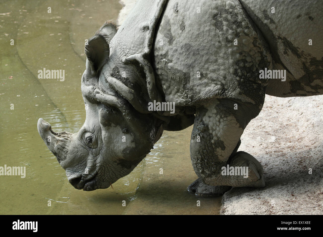 Le rhinocéros indien (Rhinoceros unicornis) au Zoo de Schönbrunn à Vienne, en Autriche. Banque D'Images