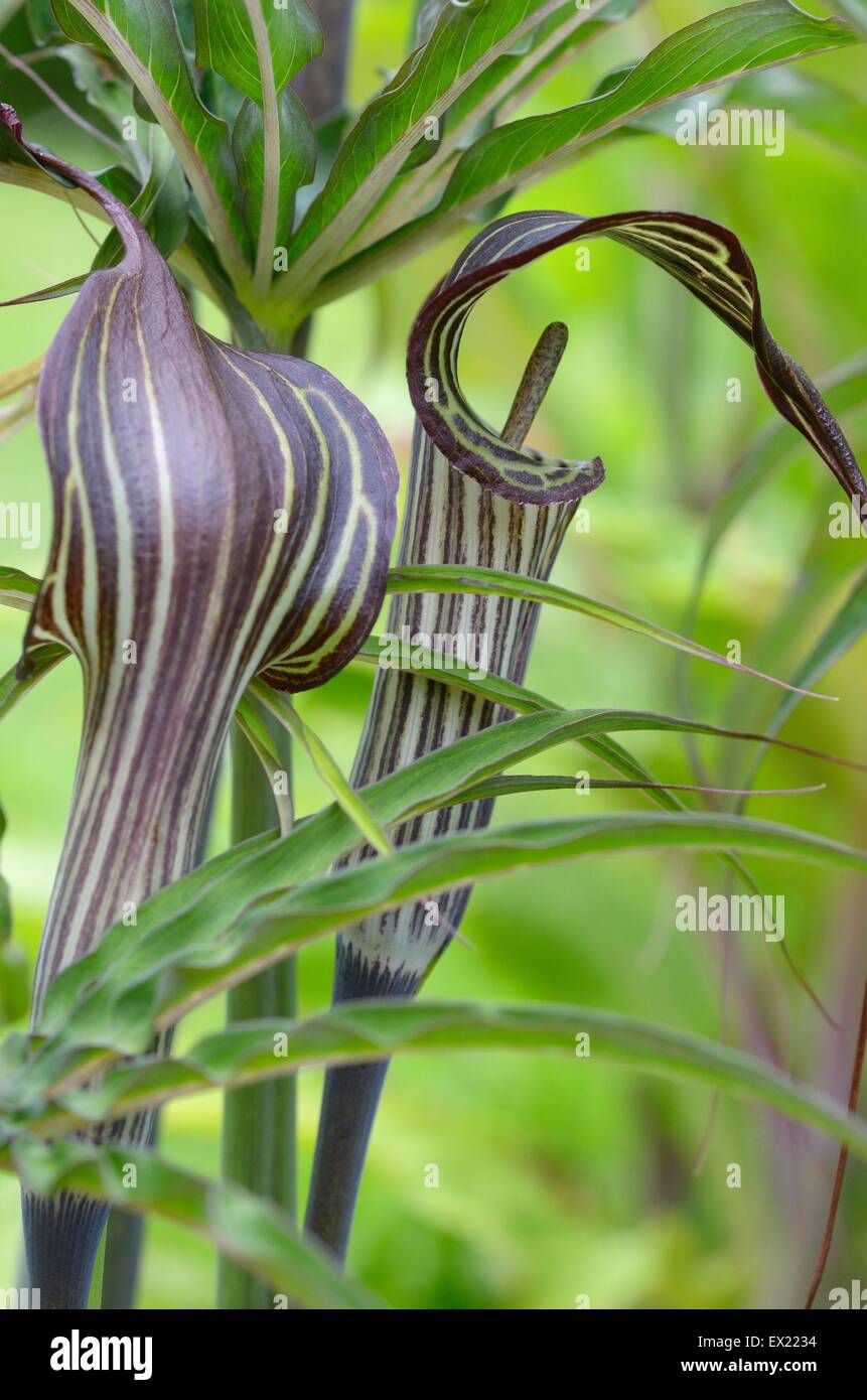 Arisaema consanguineum floraison dans un jardin marécageux Banque D'Images