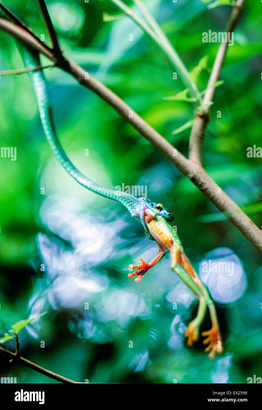 Manger un serpent Parrot Red eyed tree frog dans le Parc National Manuel Antonio au Costa Rica Banque D'Images