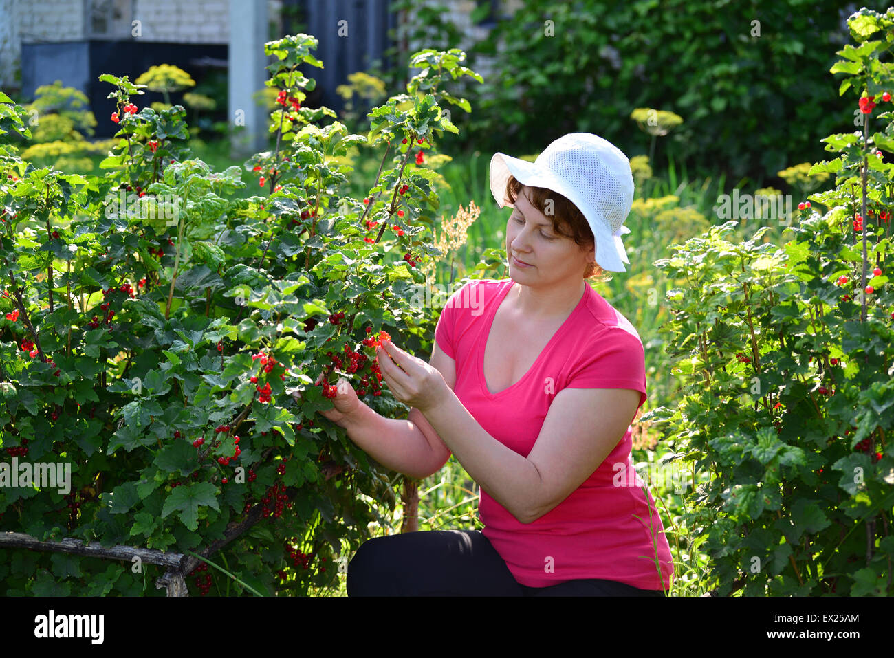Femme procure une récolte de groseille rouge dans le jardin Banque D'Images