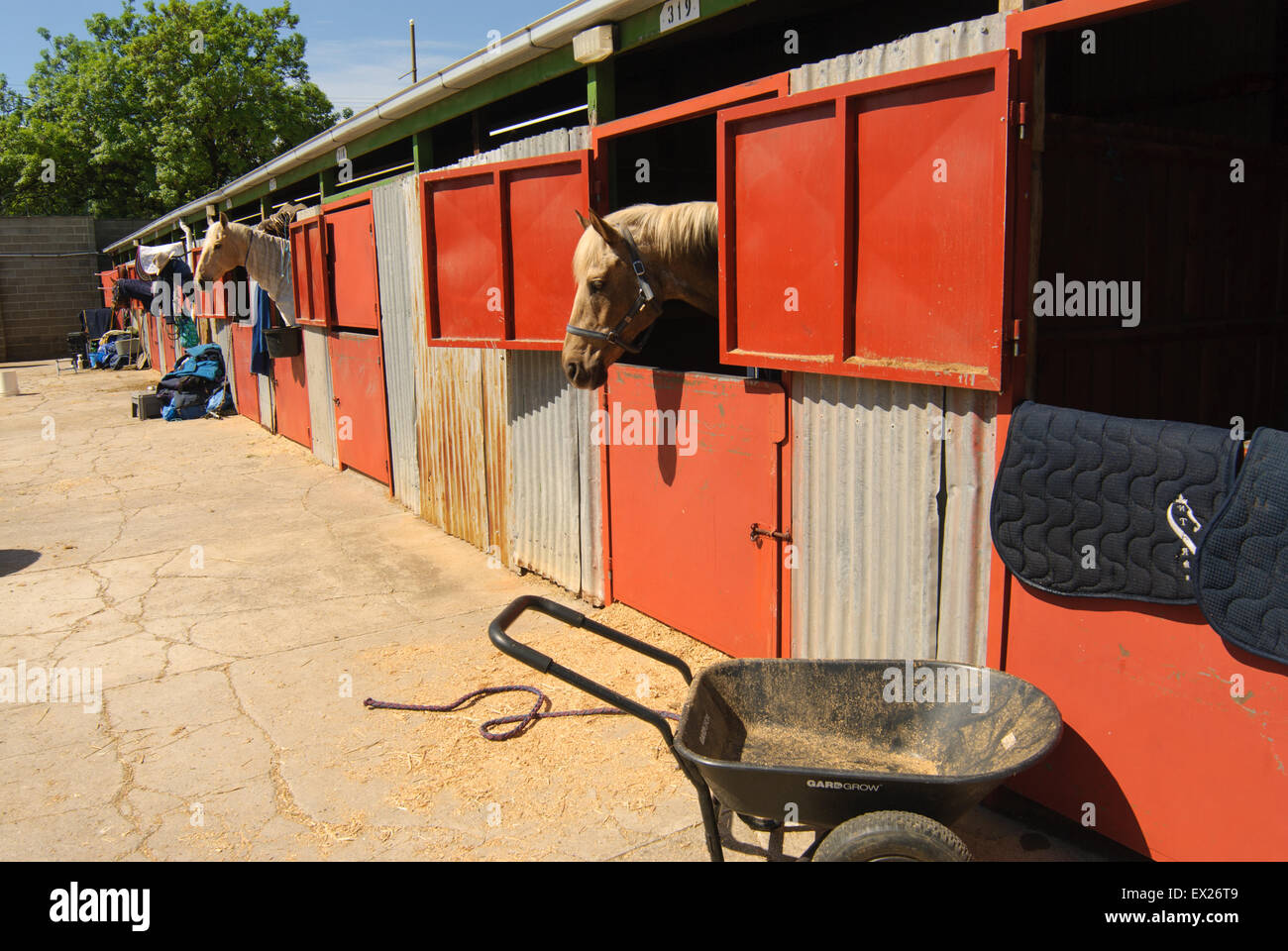 La préparation des chevaux pour le spectacle au salon Royal Adelaide, Australie du Sud. Banque D'Images