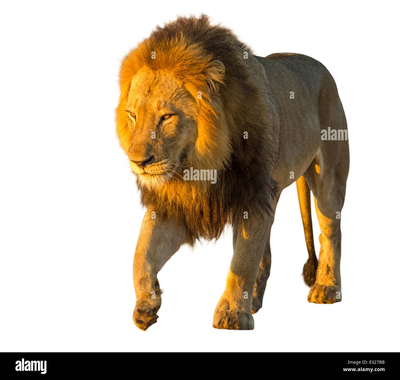 Vue de face d'un Lion debout, Panthera leo, isolé sur fond blanc Banque D'Images