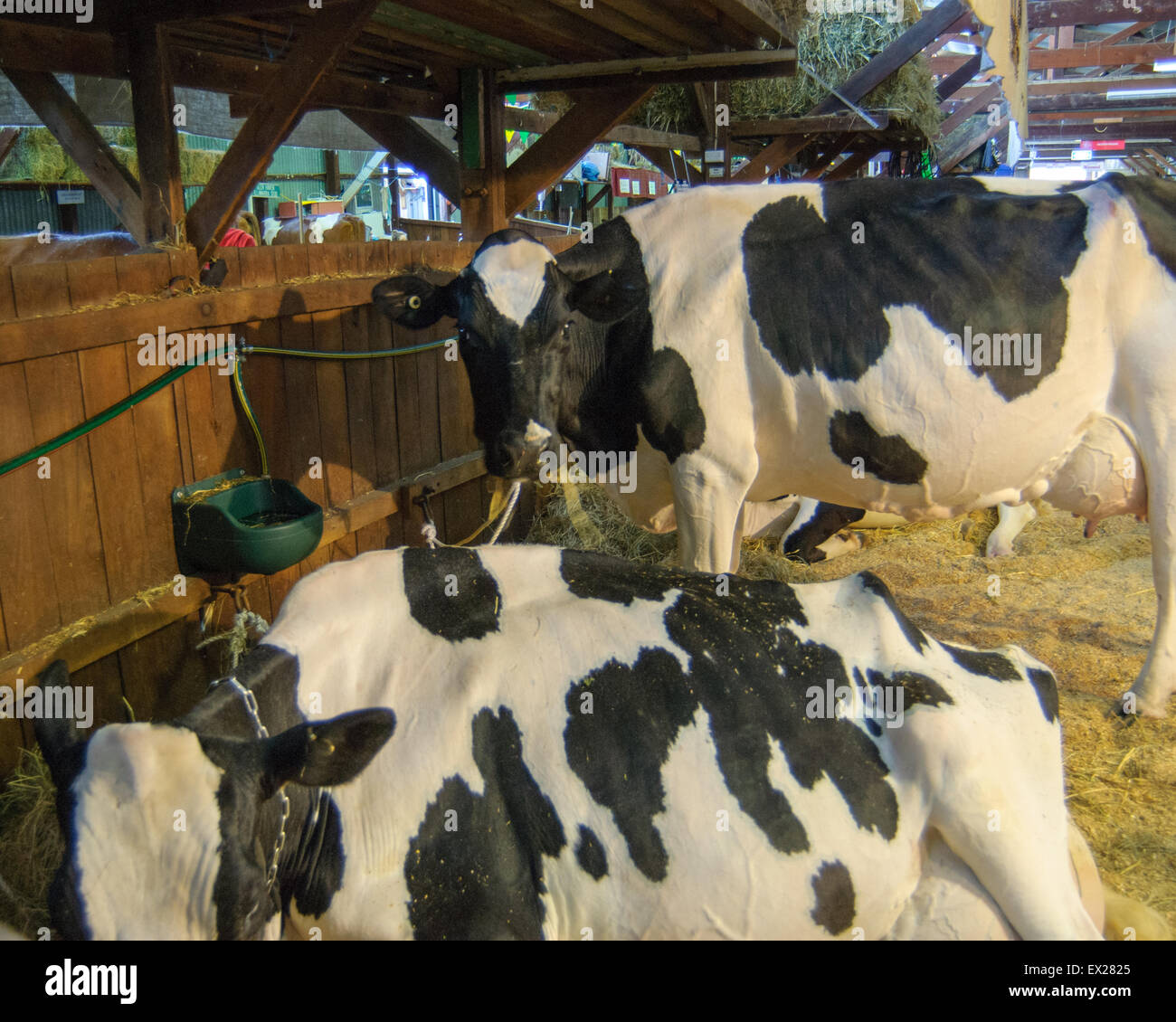 La préparation à l'exposition des bovins laitiers au Royal Show Adelaide, Australie du Sud. Banque D'Images