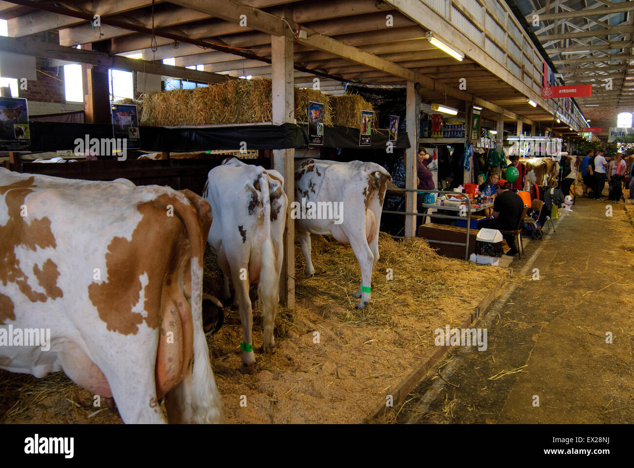 La préparation à l'exposition des bovins laitiers au Royal Show Adelaide, Australie du Sud. Banque D'Images