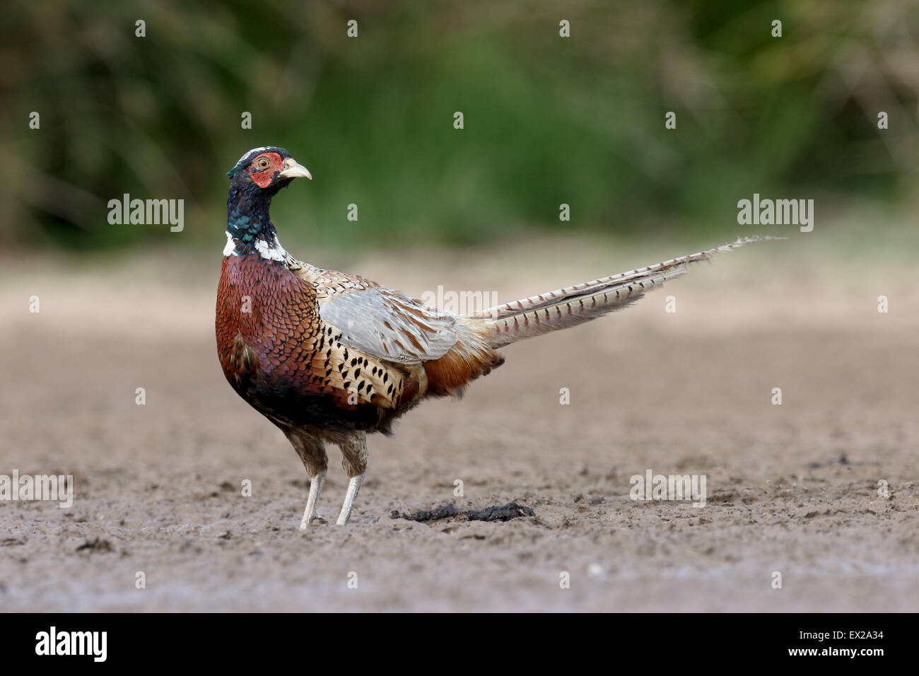 Faisan de Colchide Phasianus colchicus, commun, seul mâle sur la boue, Warwickshire, Juillet 2015 Banque D'Images