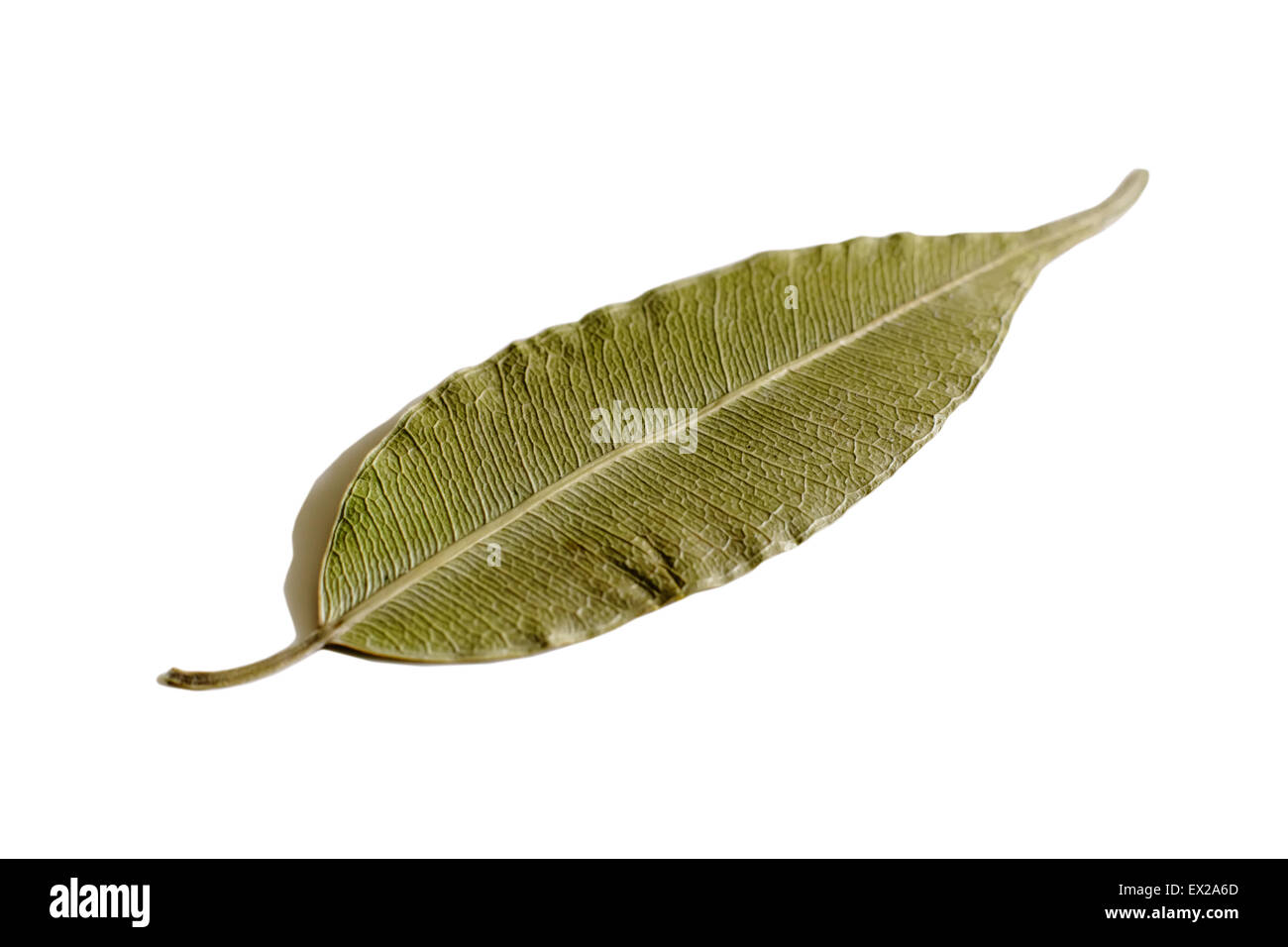 Feuille sèche blanc fond isolé ficus herbarium Banque D'Images