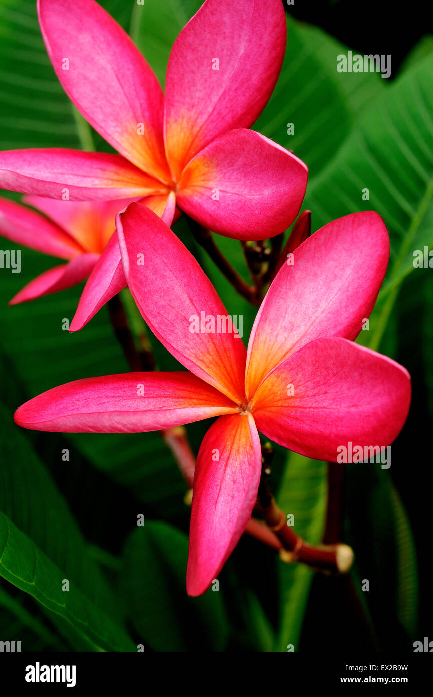 Plumeria flower rouge on tree Banque D'Images