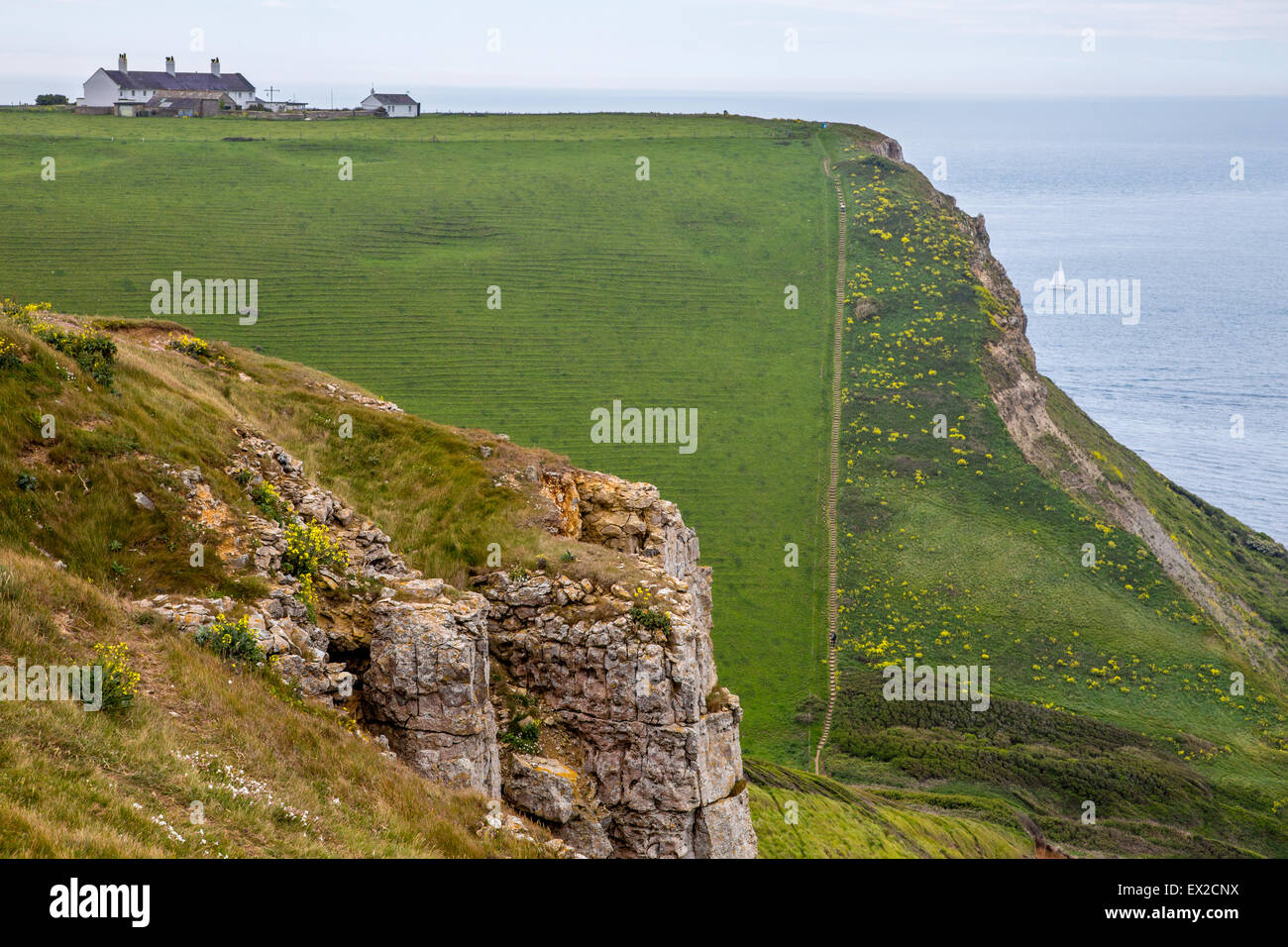 Sentier du littoral à St Aldhelm's head près de Worth Matravers village sur la côte jurassique du Dorset Banque D'Images