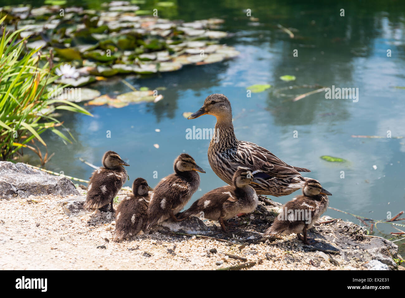 Famille de canards Banque D'Images
