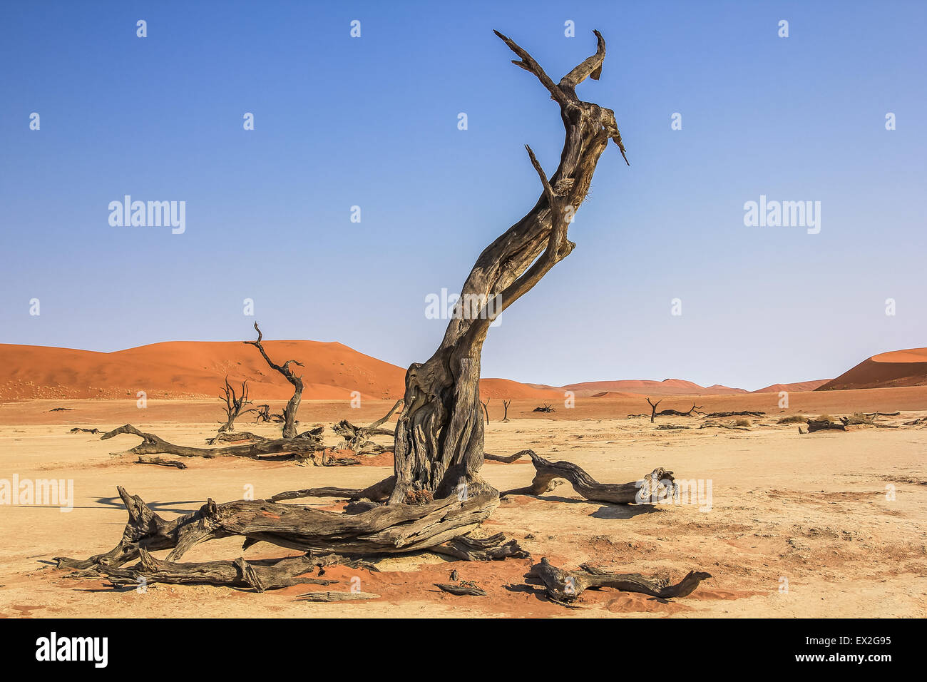 Deadvlei ou Dead Vlei , une dépression caractérisée par une couche de sable blanc situé à environ 2 km par la route de Sossusvlei. Namib-Na Banque D'Images