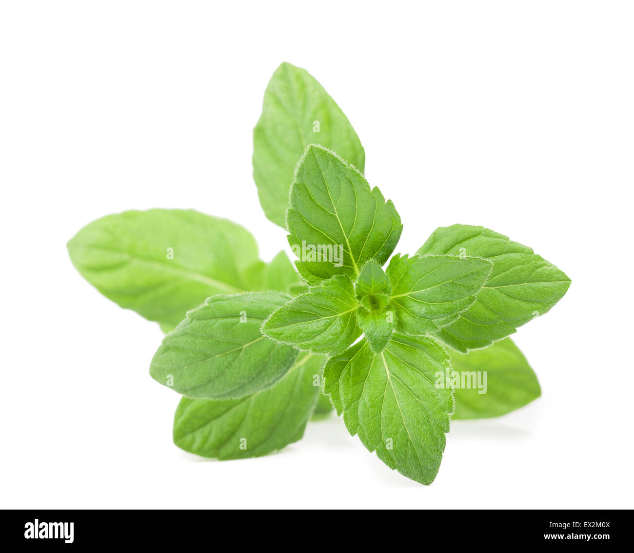 Menthe menthe fraîche isolated on white Banque D'Images