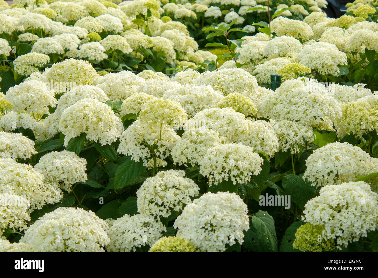 L'Hydrangea arborescens Annabelle boules blanches fleurs d'été Photo