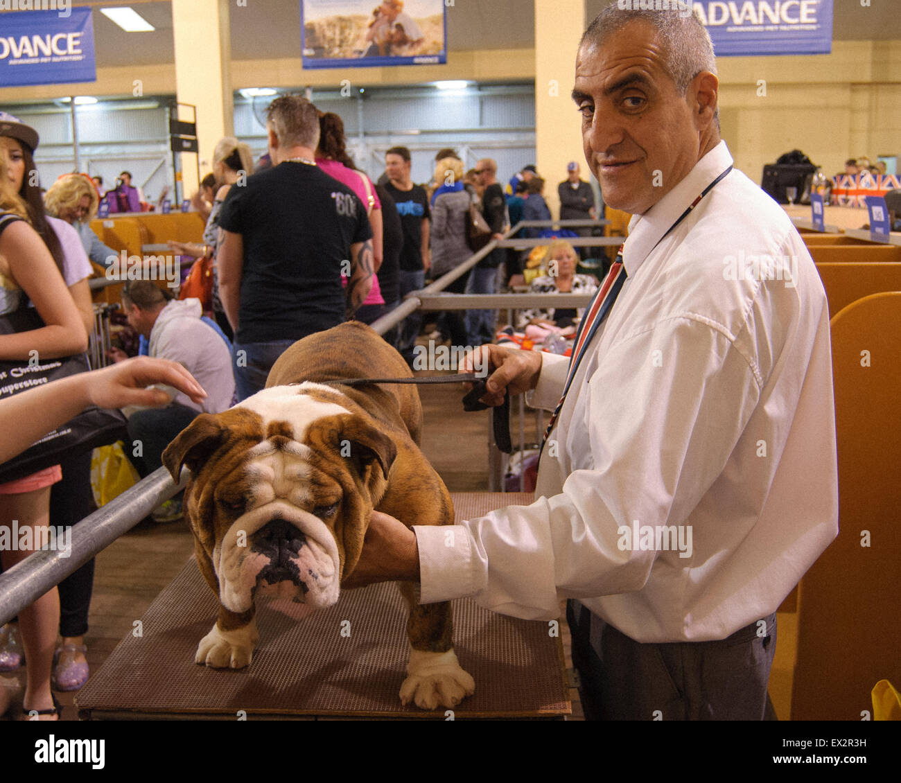 Les chiens étant prêt pour le spectacle, à voir Royal Adelaide, Australie du Sud. Banque D'Images