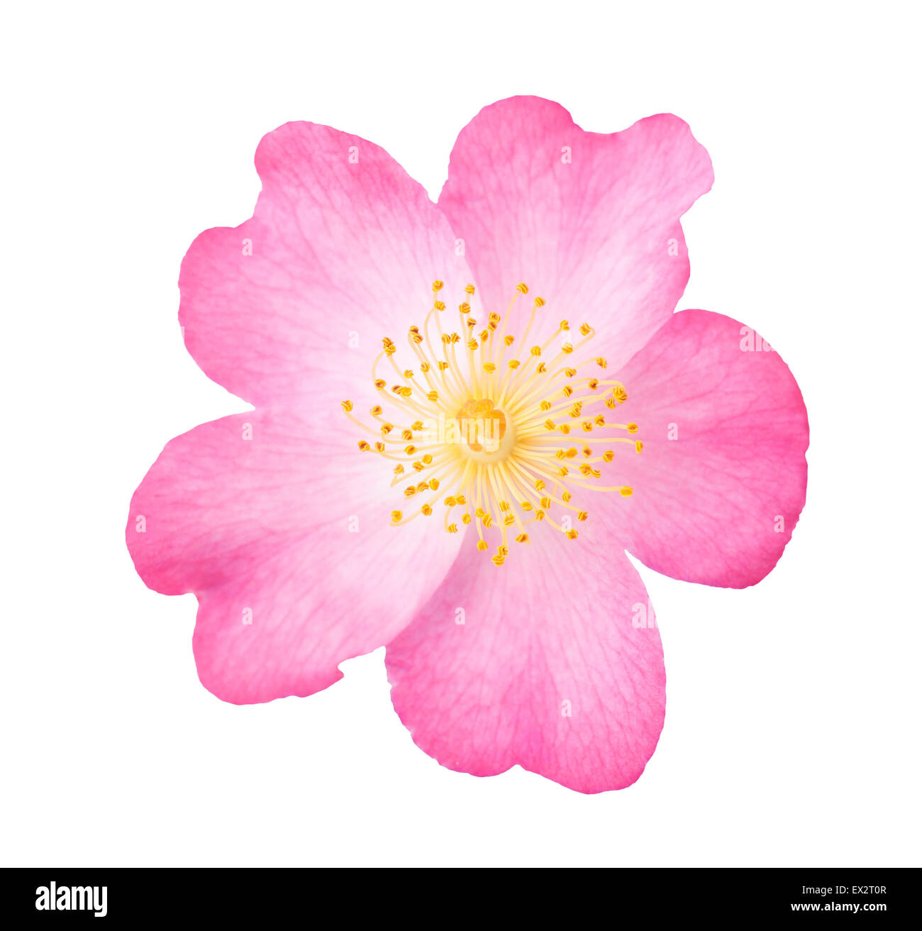 Dog rose flower isolated on white Banque D'Images