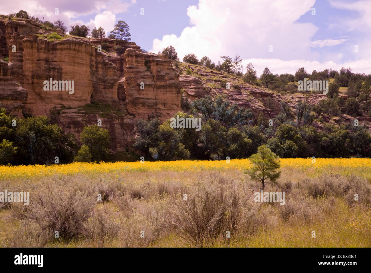 Tapis de fleurs sauvages d'été un pré le long de la Gila River près de Gila Cliff dwellings National Monument, NM, États-Unis d'Amérique. Banque D'Images