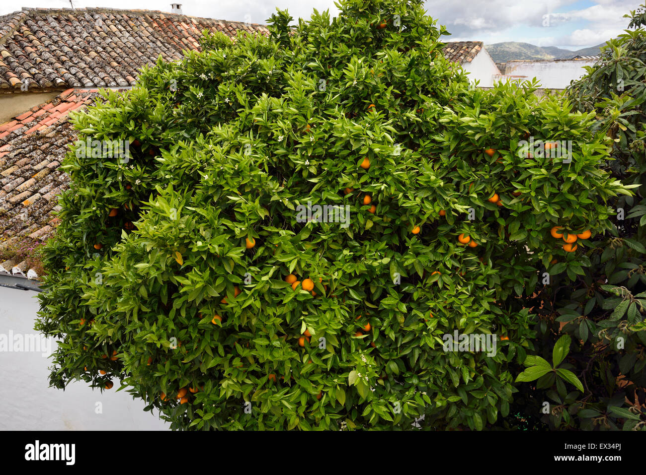 Amère orange de Séville et ornementales manguier dans une rue de Ronda Andalousie Espagne Banque D'Images