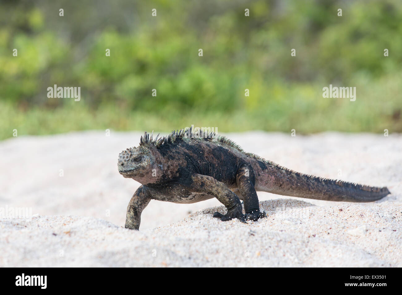 Un iguane marin des Galapagos trotskos à travers le sable blanc de l'île Santa Cruz. Banque D'Images