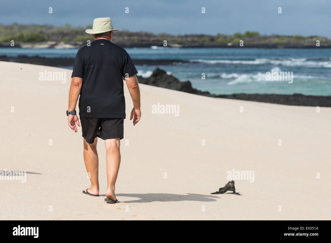 Un homme déambule sur la plage aux côtés d'un iguane marin des Galapagos. Banque D'Images