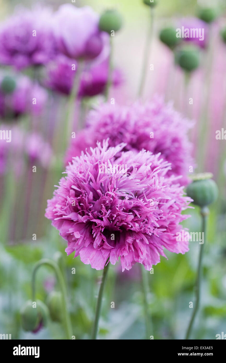 Papaver somniferum. Coquelicots pourpre dans un jardin anglais. Banque D'Images